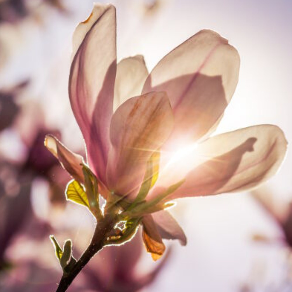 Meet your Posher, Dianna